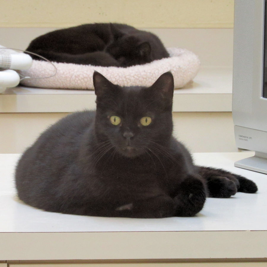 Indian River County Pet of the Week - Week of April 2, 2021